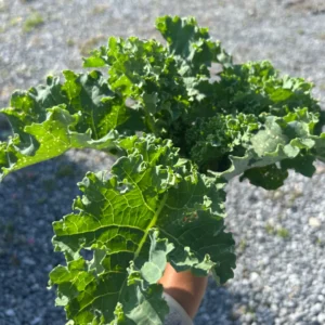 Kale 01